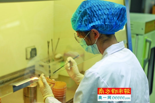 阻截日本毛刺线虫 番禺检验检疫犀利