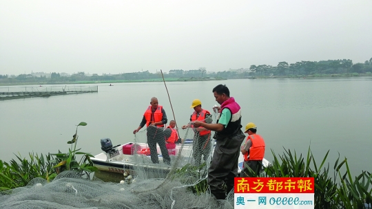 捕捞人员在白云湖围网捕鱼.