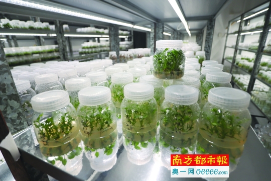 但在佛山农科所有一个神奇的植物克隆实验室,这里的植物在瓶子里生长