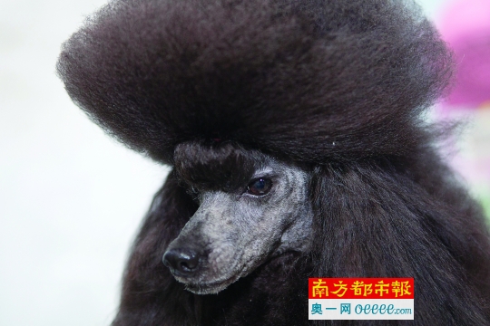欧陆装造型贵宾犬是最拉风的存在