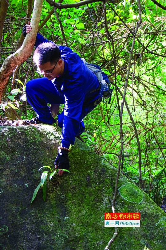 农妇采药被困深山7天6夜靠野果充饥获救.htm新