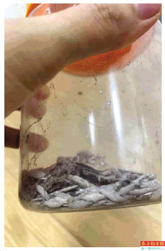 罐子里密密麻麻的袋衣蛾有数十只. 南都记者 杨婷 摄