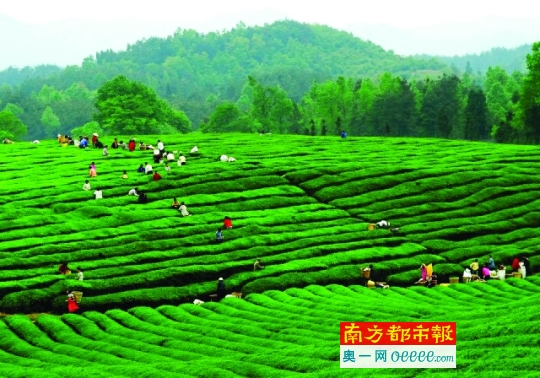贵州茶园.