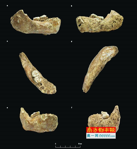 这块 年轻人 的下颌骨证实16万年前人类已登上青藏高原 南都数字报